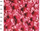 img-shkaf-kupe_33